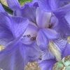 fleur26